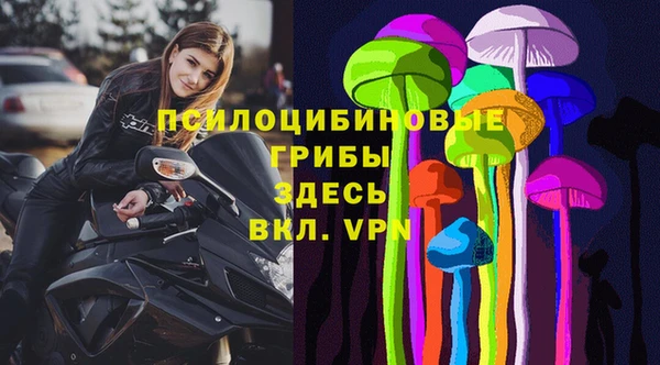 сатива Новозыбков