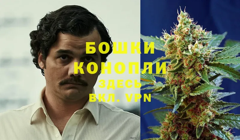 Бошки марихуана THC 21%  сколько стоит  Нефтекумск 